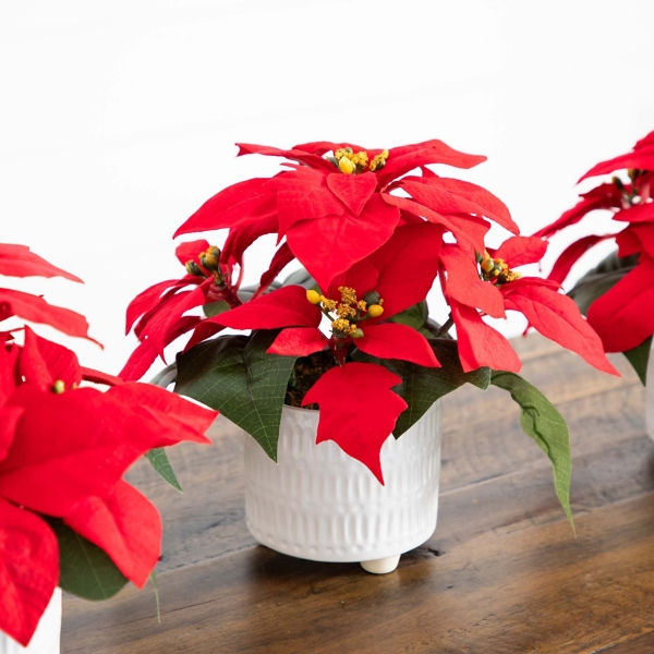 Poinsettia Arrangements in Ceramic Pots, Set of 3