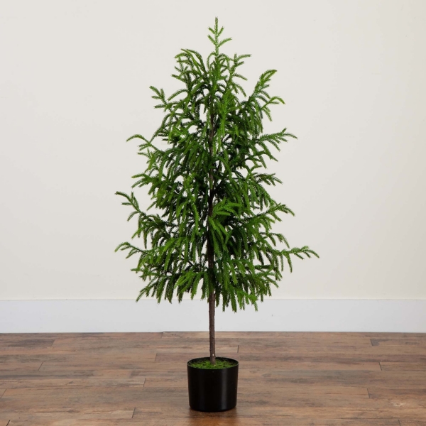 Norfolk Pine Potted Tree, 4 ft.