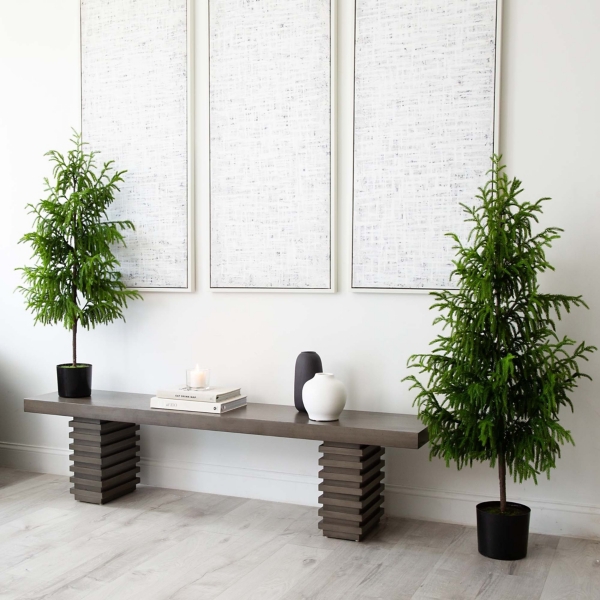 Norfolk Pine Potted Tree, 4 ft.