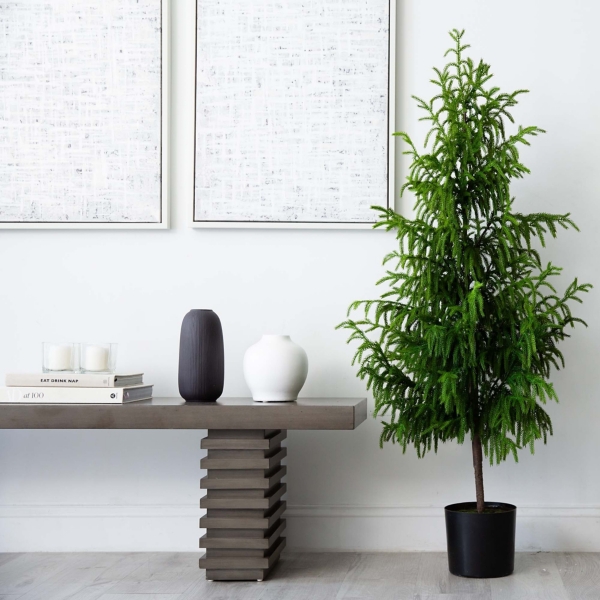 Norfolk Pine Potted Tree, 5 ft.