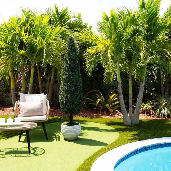 Trimmed Boxwood in Black Planter
