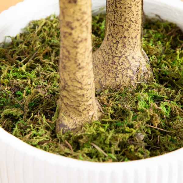 Green Maple Tree in White Planter