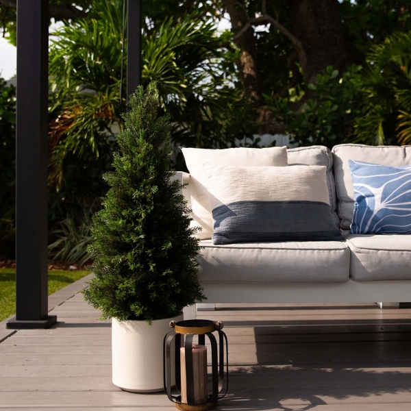 Cedar Tree in White Pot, 3 ft.