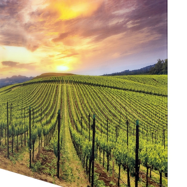 Grapevines Tempered Glass Art Print