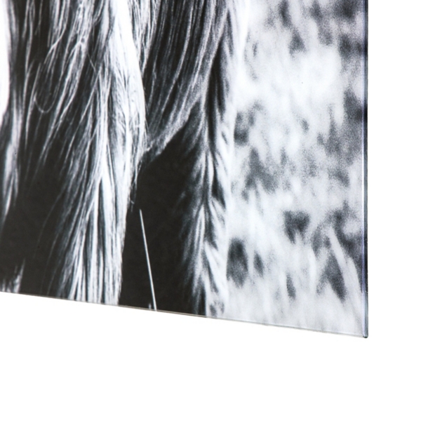 Highland Cow Tempered Glass Art Print