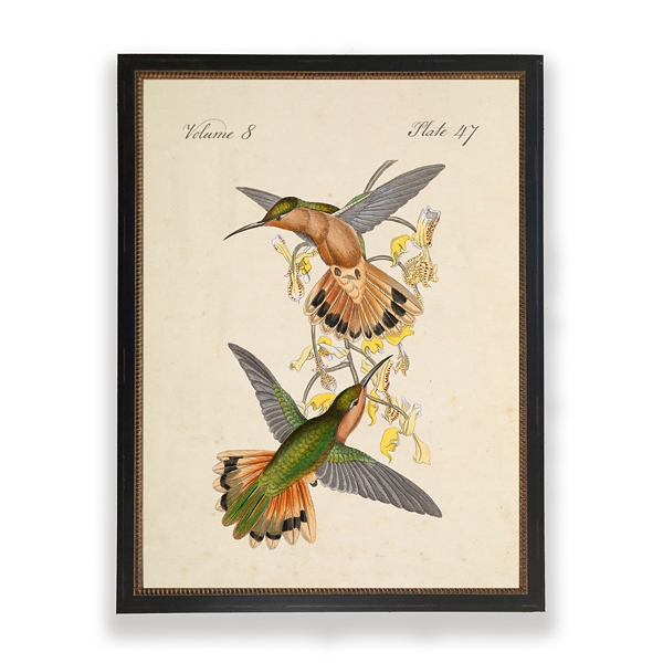 Green & Gold Vintage Hummingbirds Framed Art Print