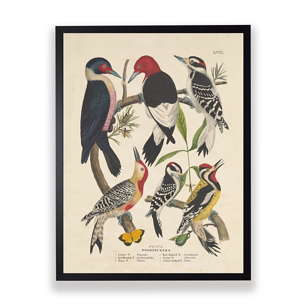 Vintage Woodpecker Birds Framed Art Print