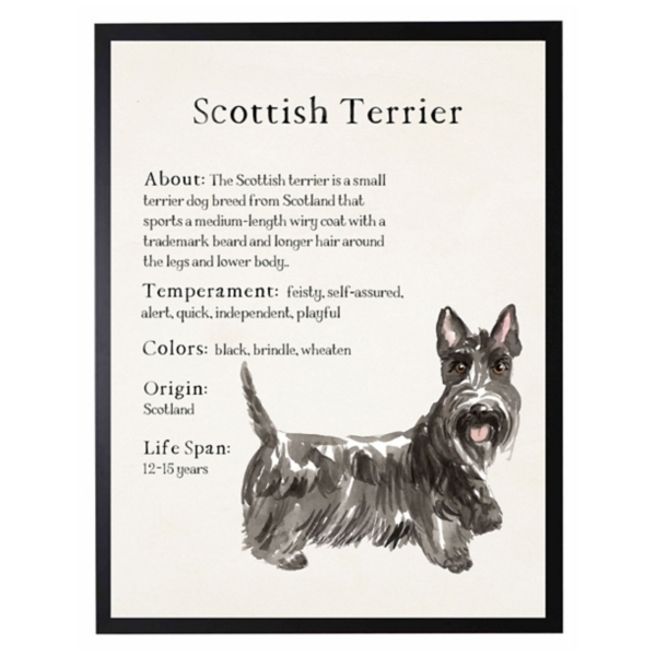 Scottish Terrier Skye Terrier Weight Cairn Terrier: Facts