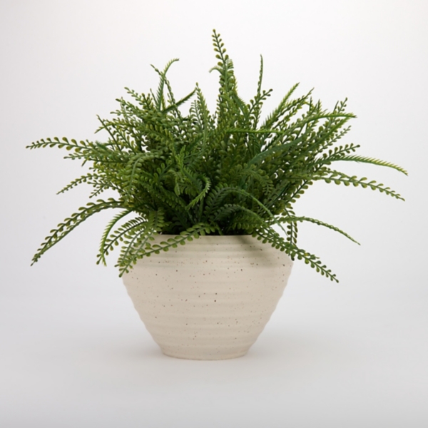 Fern Arrangement in Cream Vase