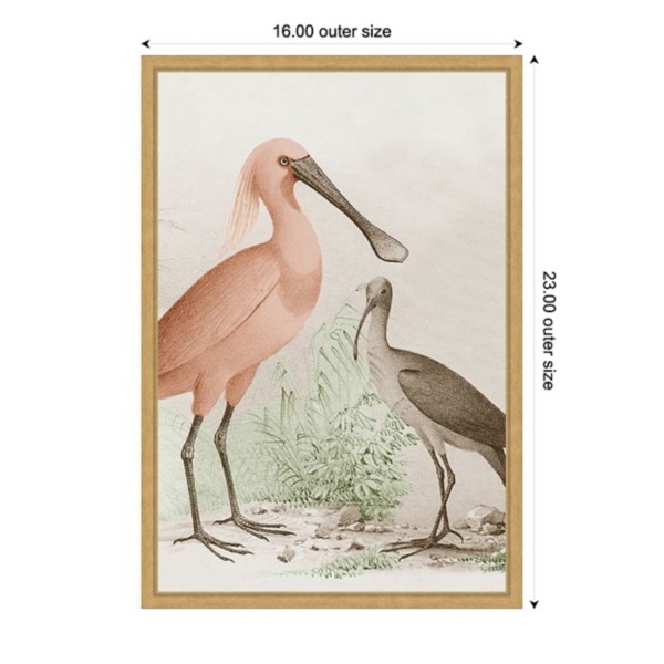 Antique Waterbirds II Framed Canvas Print, 16x23