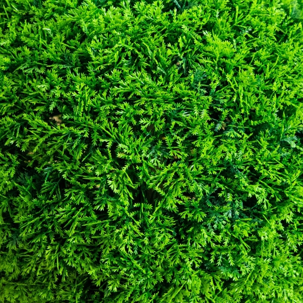 UV Resistant Mediterranean Cypress Topiary Plant