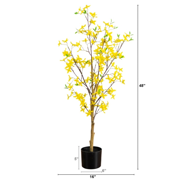 4 ft. Yellow Forsythia Tree