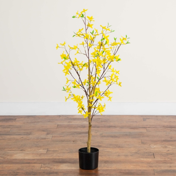 4 ft. Yellow Forsythia Tree