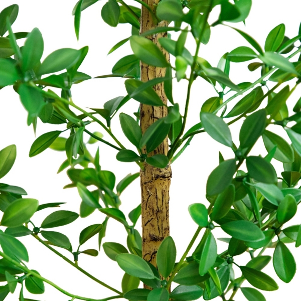 ft Shady Lady Black Olive Tree