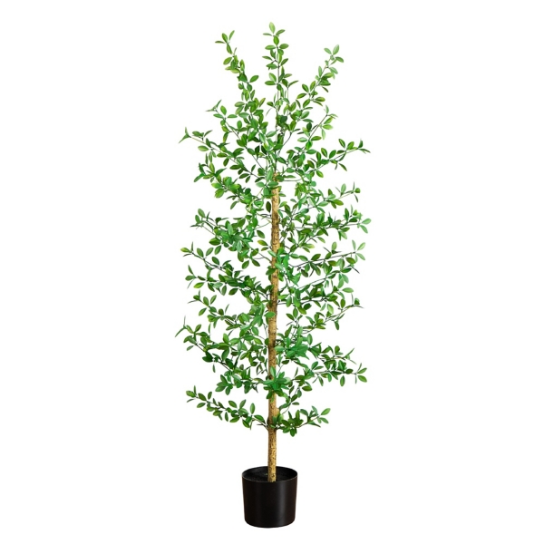 5 ft Shady Lady Black Olive Tree, | Kirkland's Home