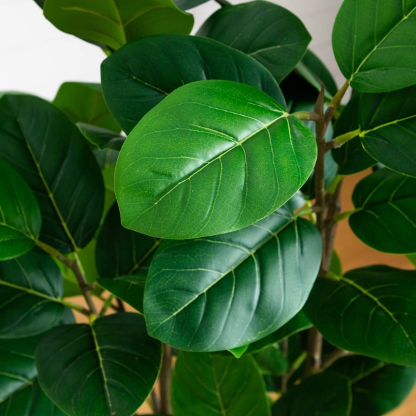 4 ft. Audrey Ficus Tree in Rustic Planter