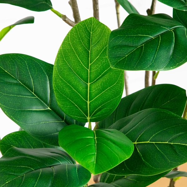 7 ft. Minimalist Audrey Ficus Tree