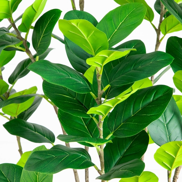 7 ft. Minimalist Audrey Ficus Tree