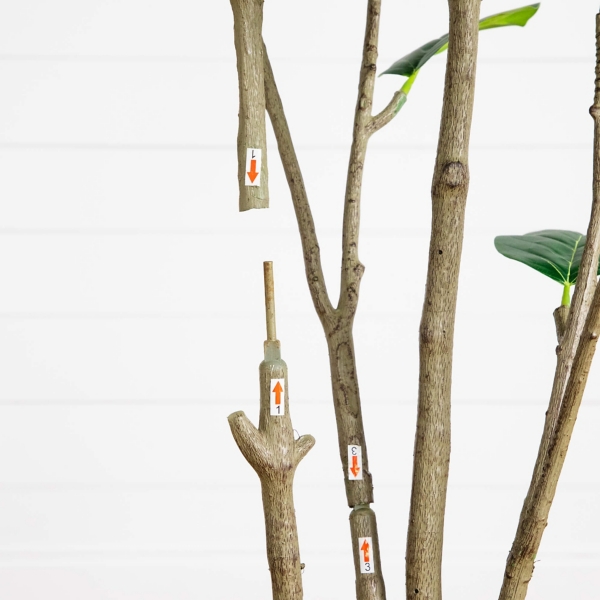 7 ft. Minimalist Audrey Ficus Tree