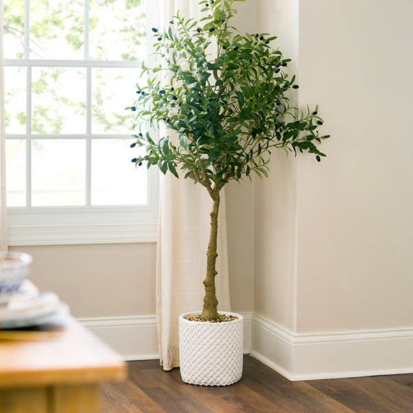 5 ft Olive Tree in White Pot