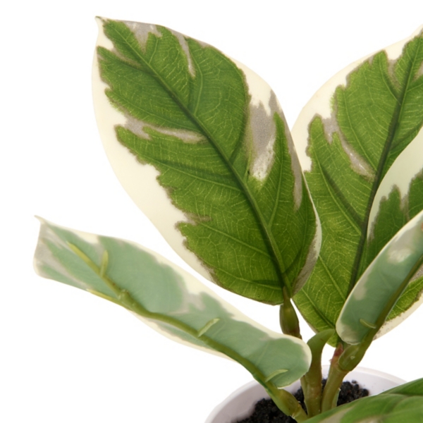 Greenery Plant in White Pot